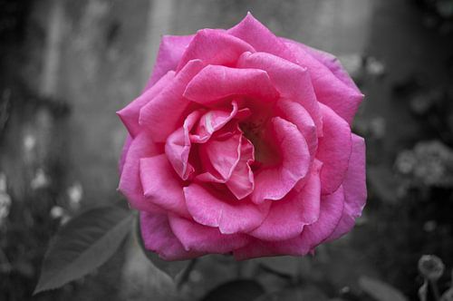 Roze roos