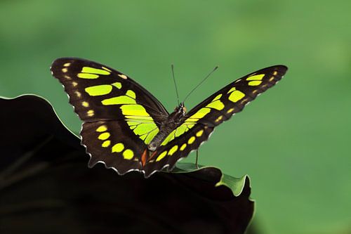 Malachietvlinder - Siproeta stelenes