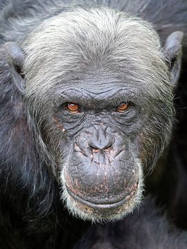 Chimpansee