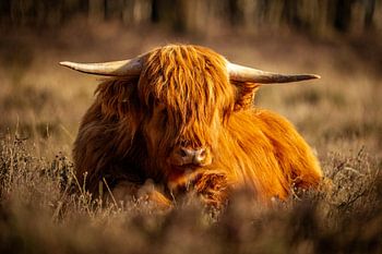 Scottish Highland