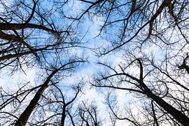 Baumkronen im Winter