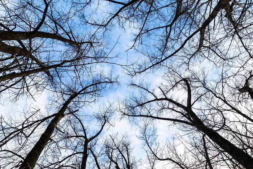 Baumkronen im Winter von VIDEOMUNDUM