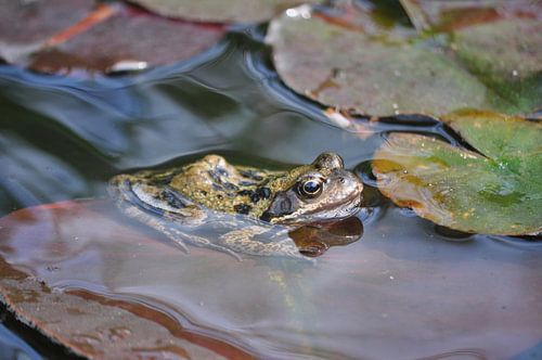 Frog on lily leaf closer