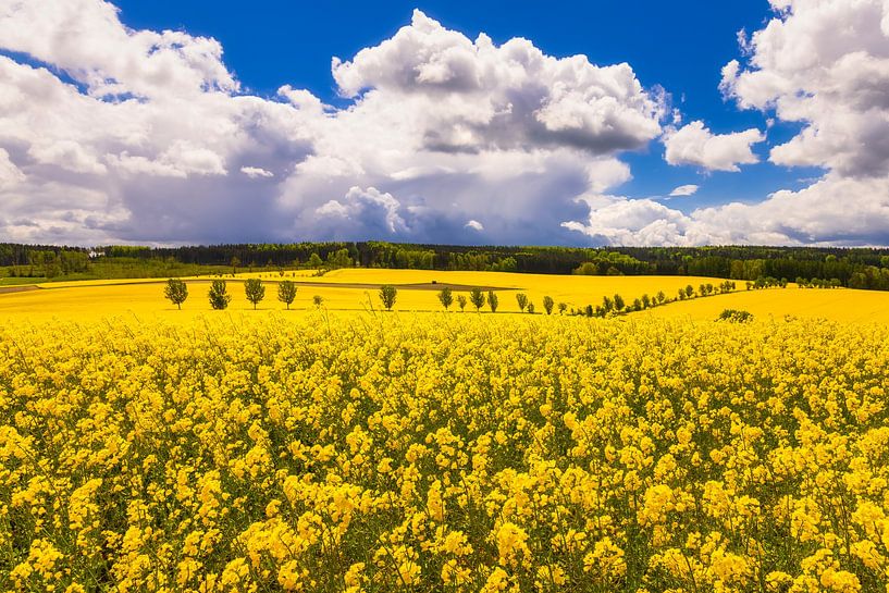 Rape Landscape by Daniela Beyer