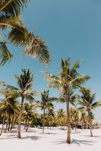 Tropical Paradise: Palm trees on a White Sandy Beach under Bright Blue Sky