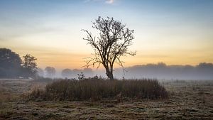 Kloosterveld in de mist