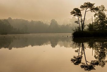 A misty sunrise by the pond