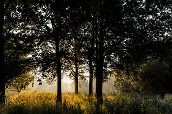 Contre-jour