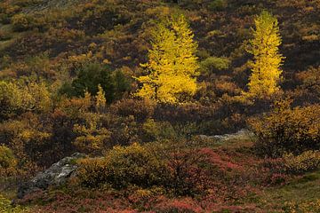 IJslandse herfst van Danny Slijfer Natuurfotografie