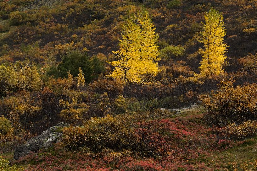 Isländischer Herbst von Danny Slijfer Natuurfotografie
