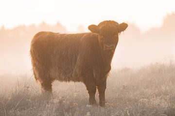 Schotse Hooglander van PeetMagneet