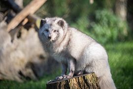 Arctic fox nice in winter coat by Martijn de Bruijn