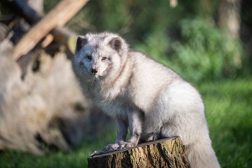 Polarfuchs schön im Wintermantel