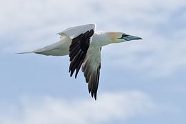 Erwachsener Jan van Gent von Ronald Mallant