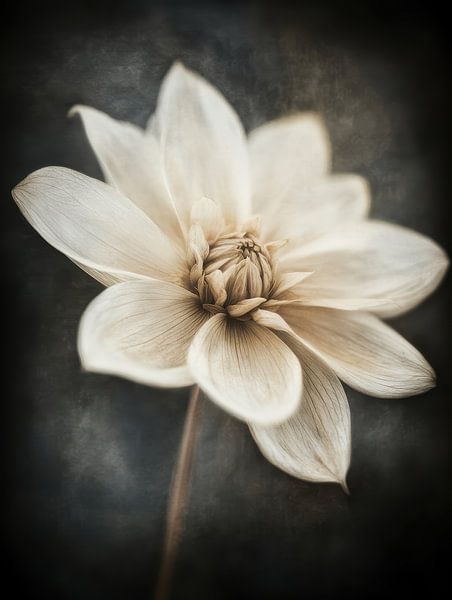 Beige flower by Bert Nijholt