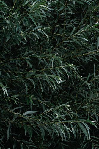 Bladeren van een boom