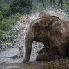Un éléphant prend un bain sur Anges van der Logt