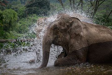 Elephant takes a bath