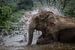Elefant nimmt ein Bad von Anges van der Logt