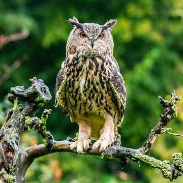 The eagle owl - Bubo bubo