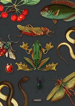 Tableau noir tropical avec reptiles et insectes sur Studio POPPY