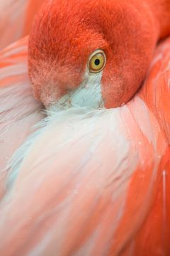 Flamingo portret van Elles Rijsdijk