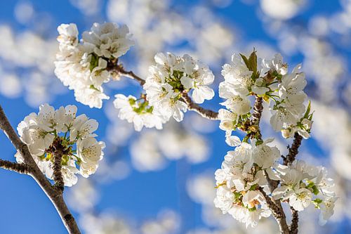 Blühender Mirabellenbaum im Frühling von Werner Dieterich