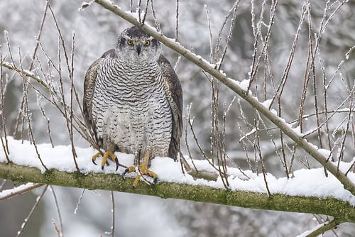 The hawk’s yellow eyes in a white world by Robert Jan Smit