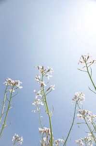 Delicate witte wilde radijs bloemen art print - zomer natuur fotografie van Christa Stroo fotografie