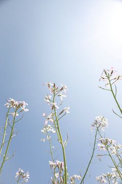 Zarte weiße Rettichblüten Kunstdruck - Sommer Naturfotografie von Christa Stroo photography