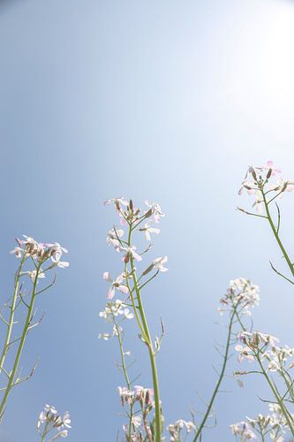 Zarte weiße Rettichblüten Kunstdruck - Sommer Naturfotografie von Christa Stroo photography