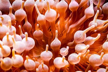 Zee anemonen van Victor van Dijk