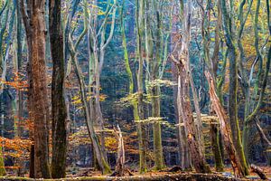 Farben des Waldes