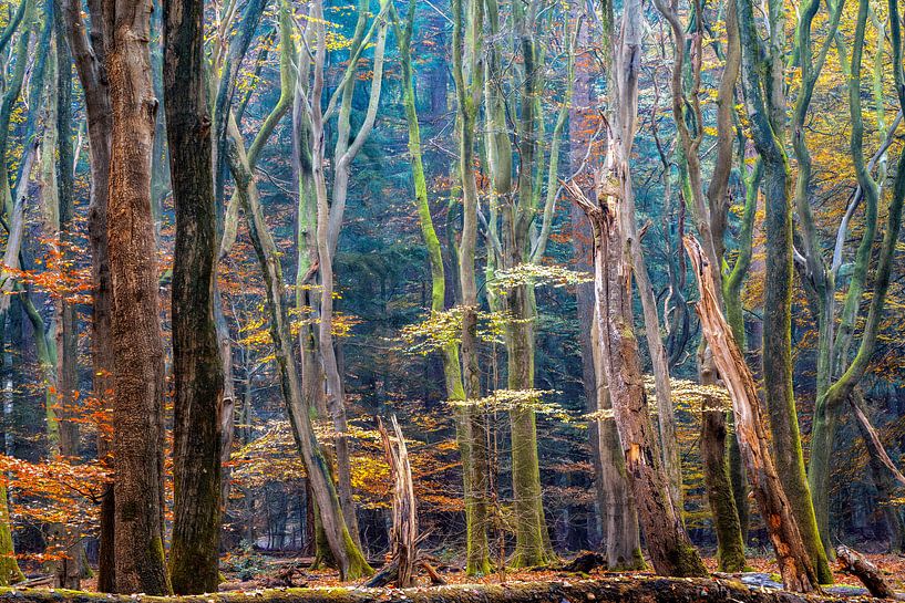 Colours of the Wood by Lars van de Goor