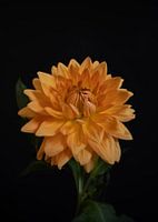 La fleur de dahlia jaune