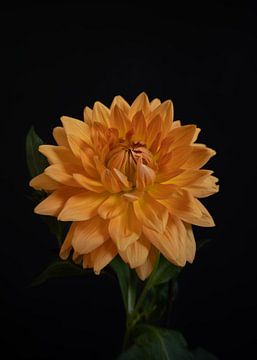 The yellow dahlia flower by Sandra houben