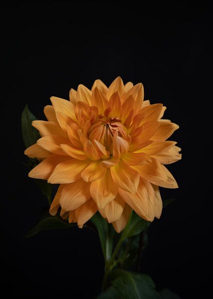 La fleur de dahlia jaune par Sandra houben
