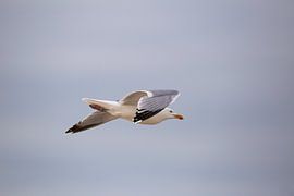 Schwimmende Möwe von Jan van den Broek 2BHAPPY4EVER