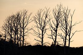 Bij Ahrenshoop bij zonsondergang van t.ART