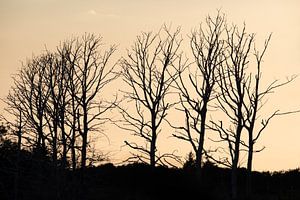 Bei Ahrenshoop zum Sonnenuntergang