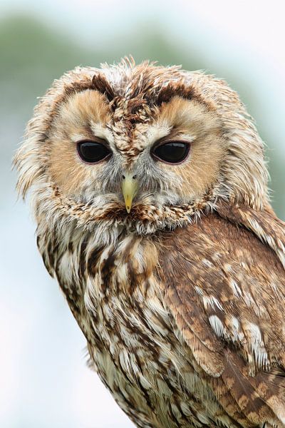 Tawny Owl (Strix aluco) by Ronald Pol