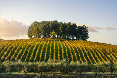 Groep bomen op een heuvel boven een wijngaard. Chianti, Toscane