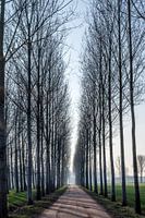Lane with high trees in the winter sun near Lieshout, Brabant, the Netherlands