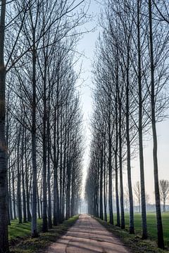 Laantje met hoge bomen in de winterzon nabij Lieshout, Brabant