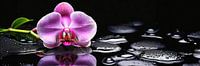 Orchid by Uwe Merkel thumbnail