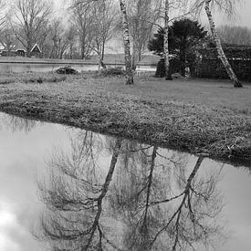 Birke im Wasser von V. Hildering