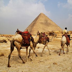 Dromedare in Ägypten, Gizeh von Maurits Bredius