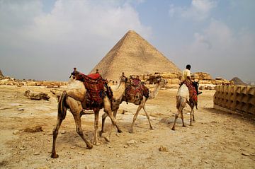 Dromadaires en Égypte, Gizeh sur Maurits Bredius