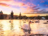 Swans at sunrise