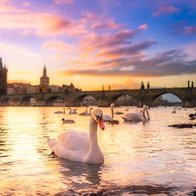 Swans at sunrise van Fernando Salgado